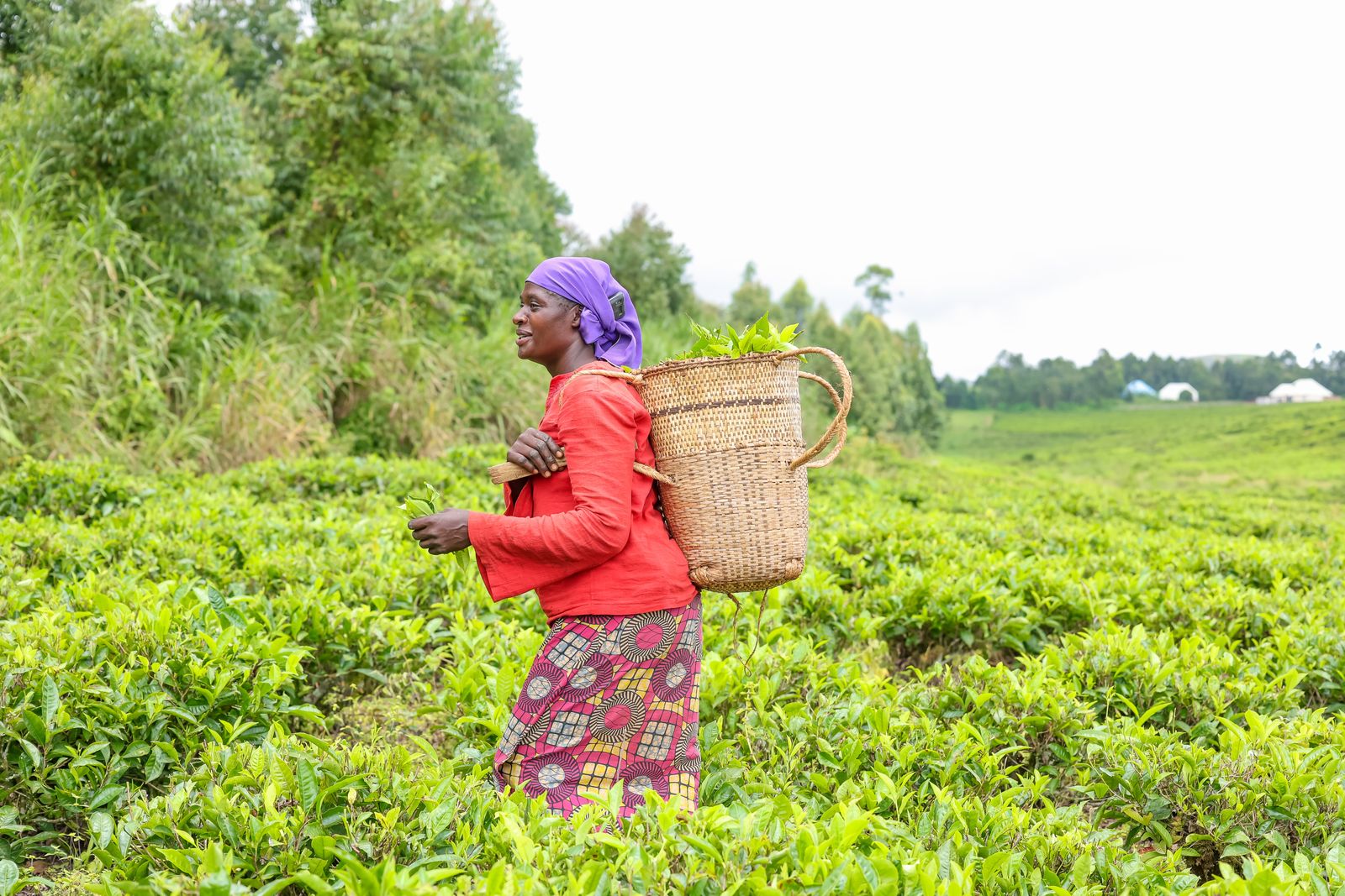 African woman harvesting tea in a lush green field